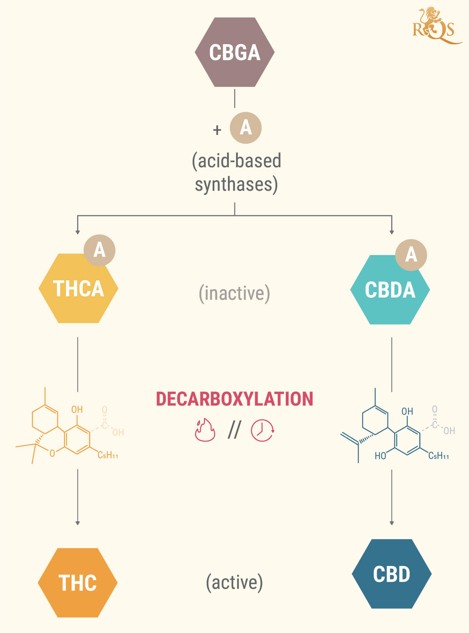Why Decarboxylating Your Cannabis Is So Important RQS Blog why-decarboxylating-your-cannabis-is-so-important-rqs-blog